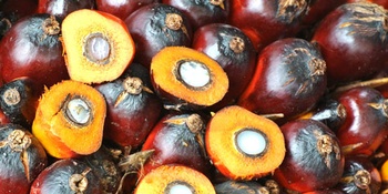Nachhaltiges Palmöl