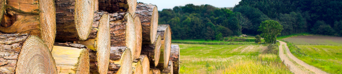 gestapelte Holzstämme am Waldrand