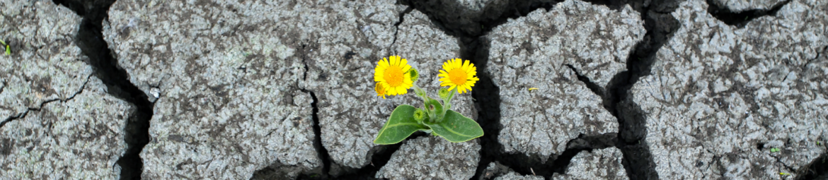 Kleine Blumen wächst durch aufbrechenden Beton