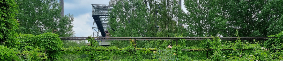 Stillgelegtes Stahlwerk, von Ranken überwuchert